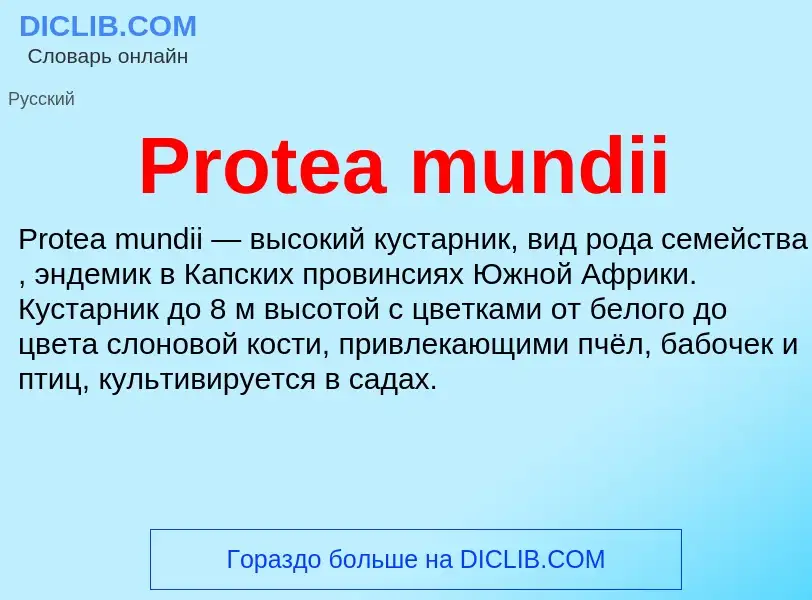 Что такое Protea mundii - определение