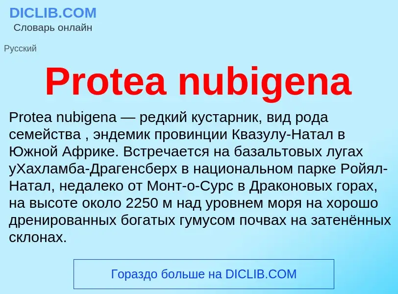 Что такое Protea nubigena - определение