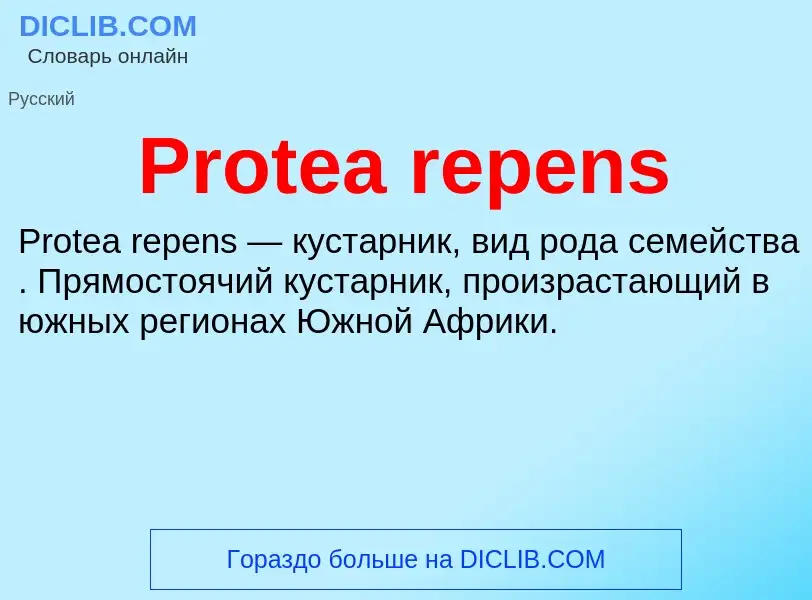 Что такое Protea repens - определение