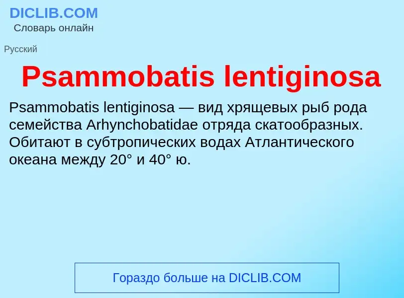 Wat is Psammobatis lentiginosa - definition