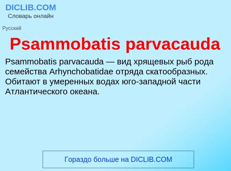 Wat is Psammobatis parvacauda - definition