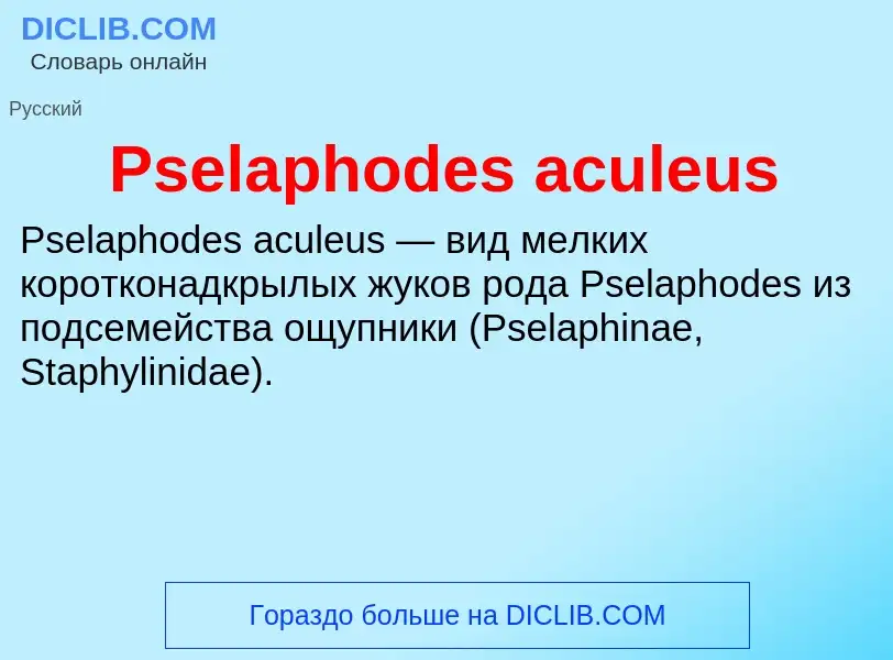 Wat is Pselaphodes aculeus - definition