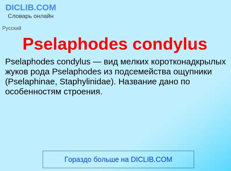 Что такое Pselaphodes condylus - определение