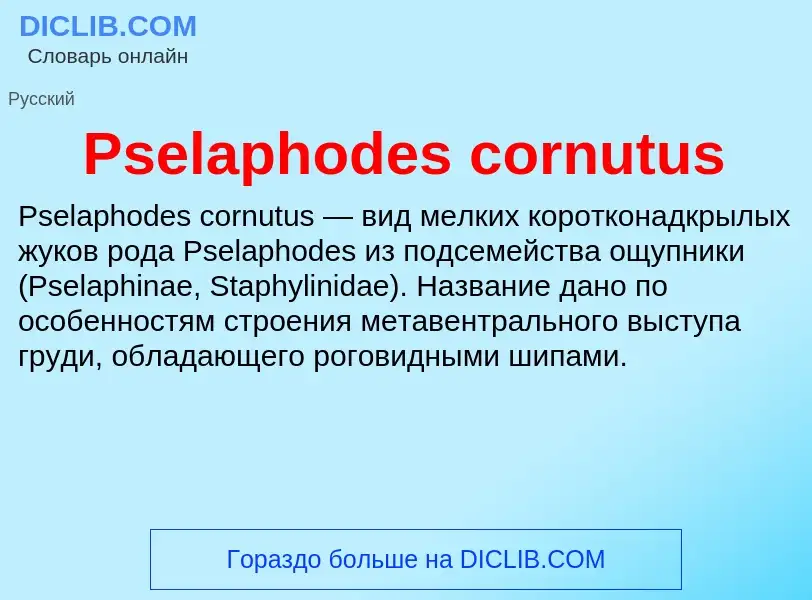 Wat is Pselaphodes cornutus - definition