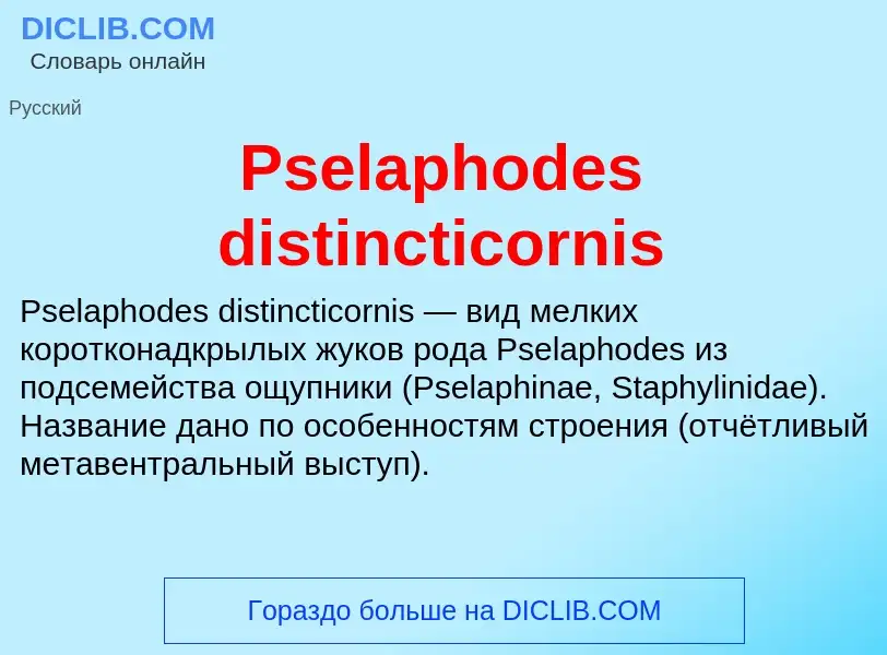 Wat is Pselaphodes distincticornis - definition