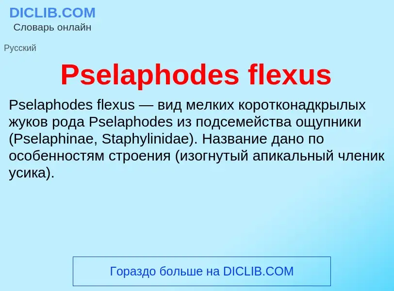 Wat is Pselaphodes flexus - definition