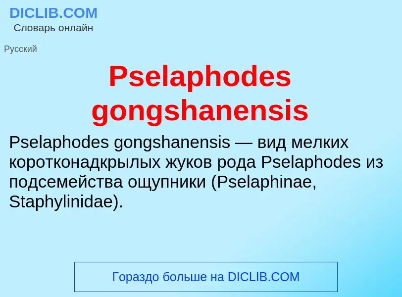 Wat is Pselaphodes gongshanensis - definition