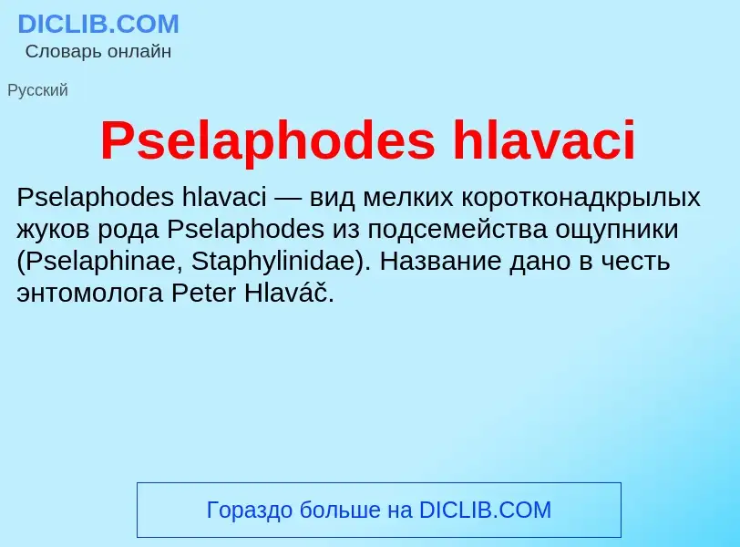 Wat is Pselaphodes hlavaci - definition