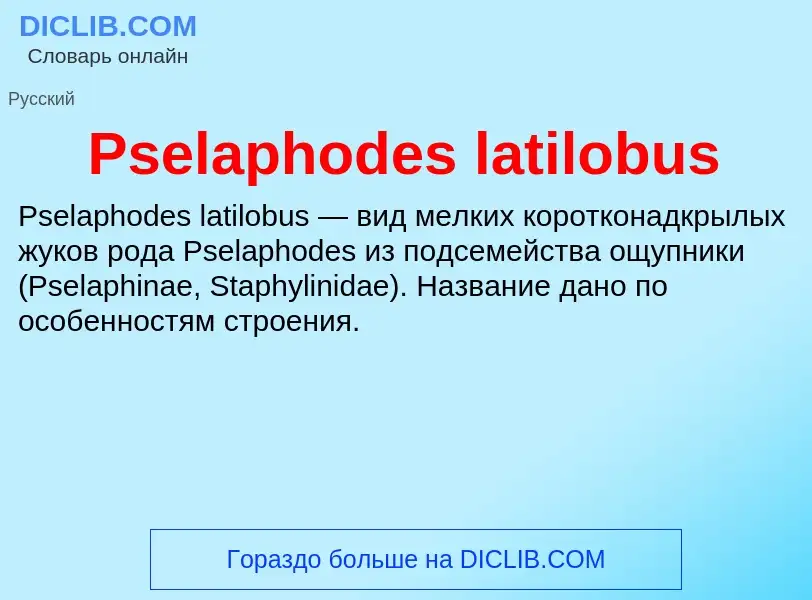 Wat is Pselaphodes latilobus - definition