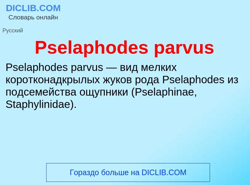 Wat is Pselaphodes parvus - definition