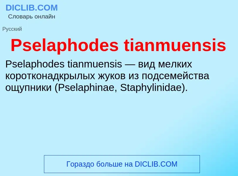 Wat is Pselaphodes tianmuensis - definition