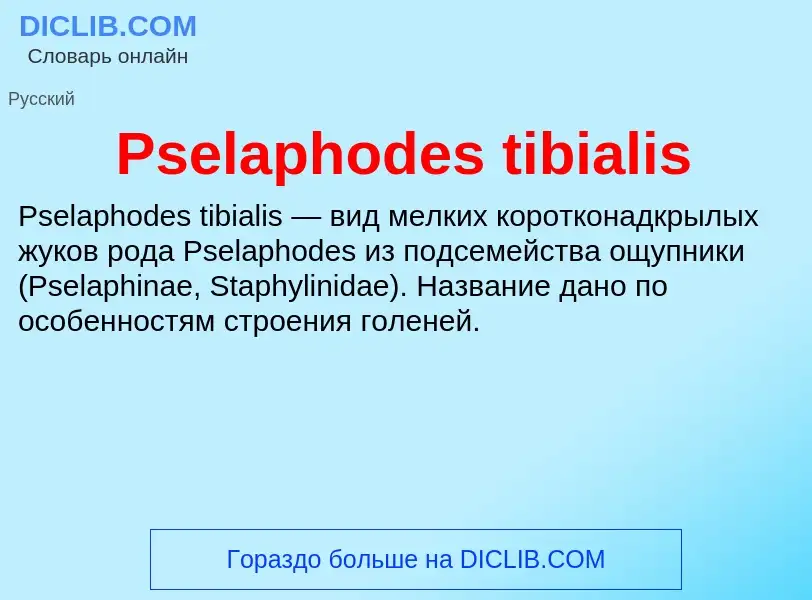 Wat is Pselaphodes tibialis - definition