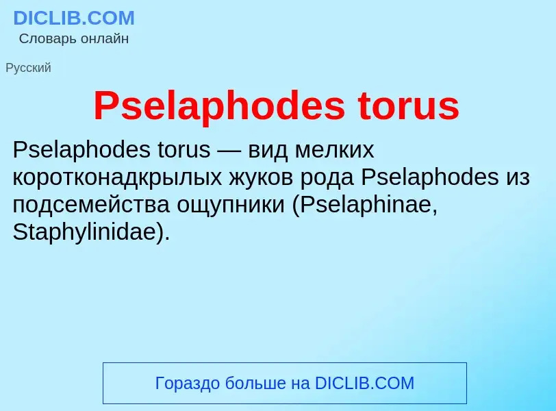 Wat is Pselaphodes torus - definition