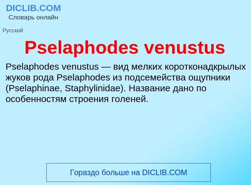 Wat is Pselaphodes venustus - definition