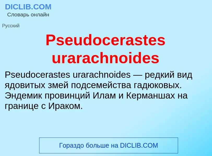 Wat is Pseudocerastes urarachnoides - definition