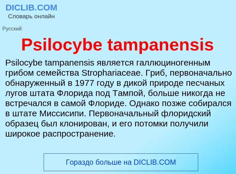 Wat is Psilocybe tampanensis - definition