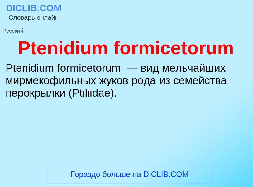 Wat is Ptenidium formicetorum - definition