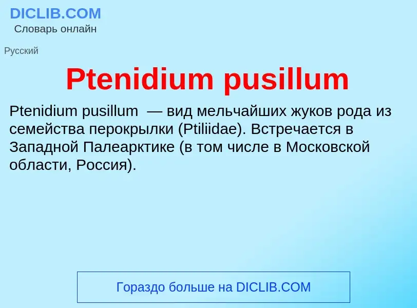 Wat is Ptenidium pusillum - definition