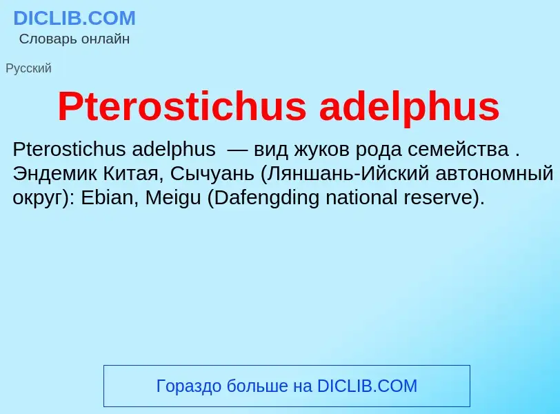 Wat is Pterostichus adelphus - definition