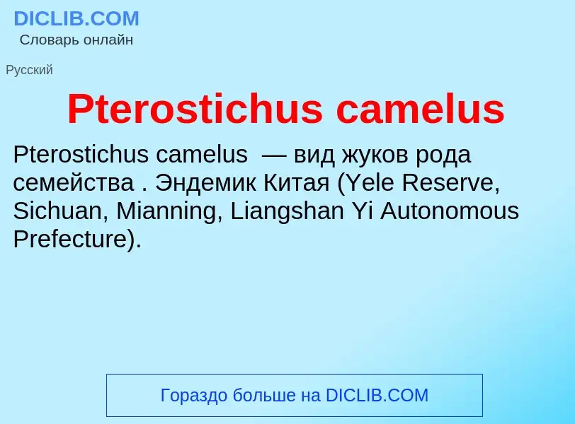 Wat is Pterostichus camelus - definition