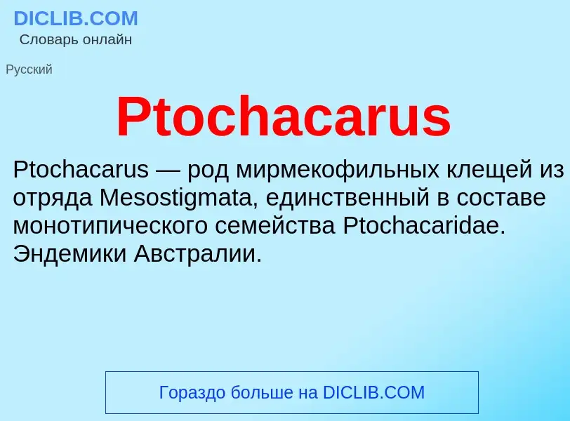 Wat is Ptochacarus - definition