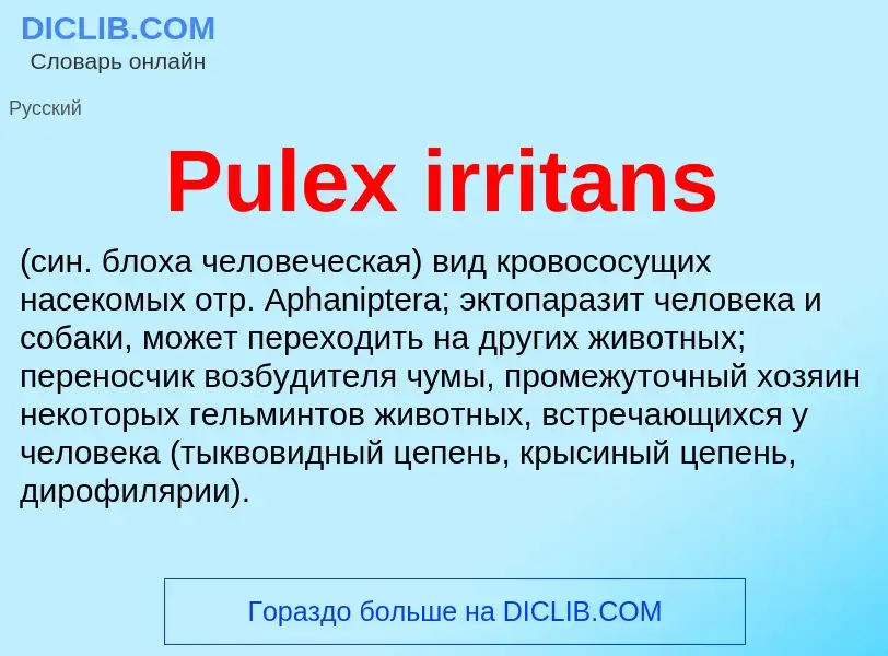 Wat is Pulex irritans  - definition