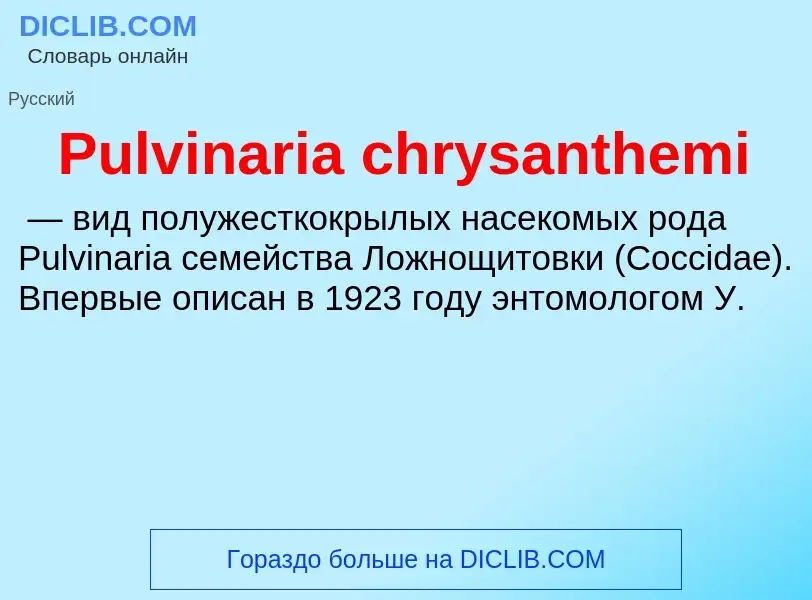 Wat is Pulvinaria chrysanthemi - definition