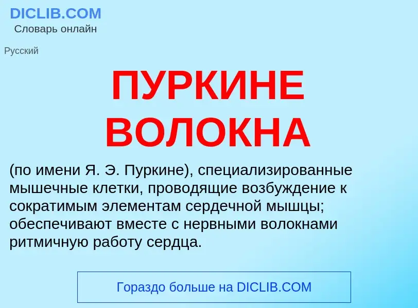 What is ПУРКИНЕ ВОЛОКНА - meaning and definition