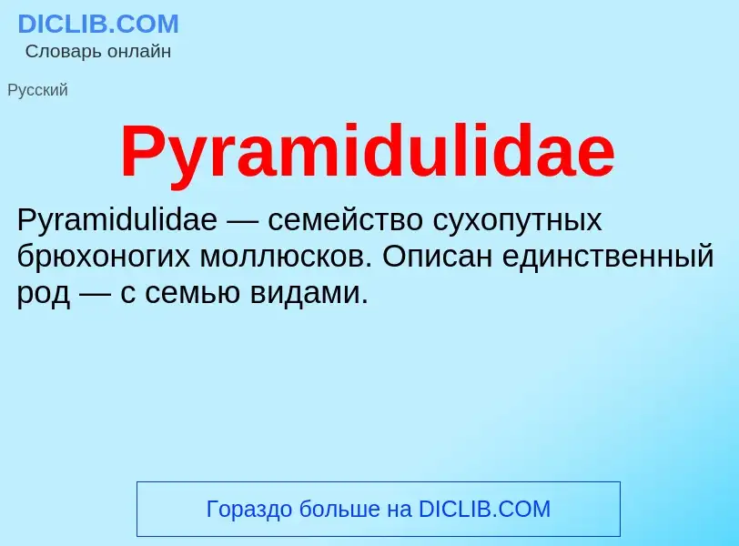 Τι είναι Pyramidulidae - ορισμός