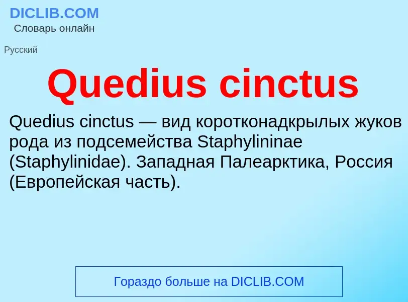 Что такое Quedius cinctus - определение