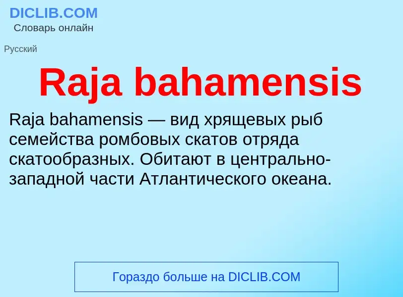 Что такое Raja bahamensis - определение