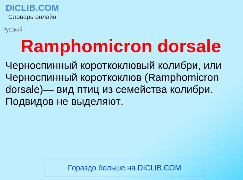 Τι είναι Ramphomicron dorsale - ορισμός