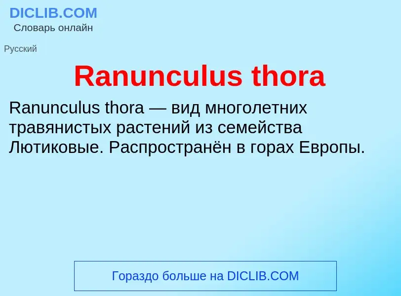 Τι είναι Ranunculus thora - ορισμός