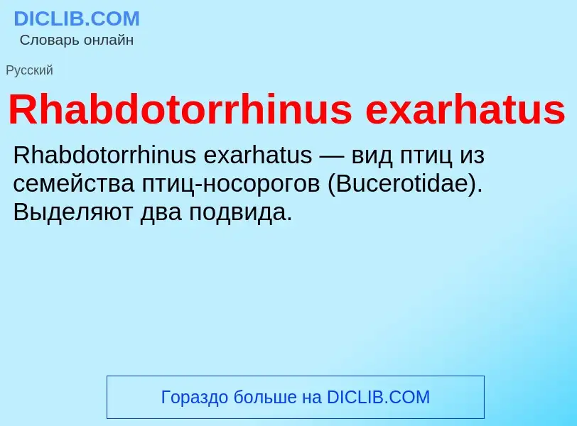 Что такое Rhabdotorrhinus exarhatus - определение