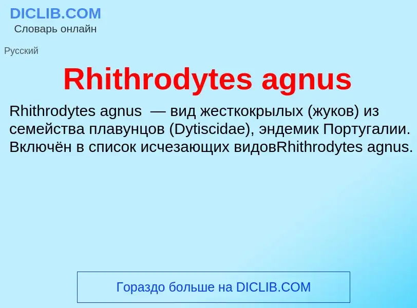 Что такое Rhithrodytes agnus - определение