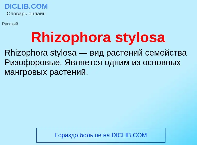 Что такое Rhizophora stylosa - определение