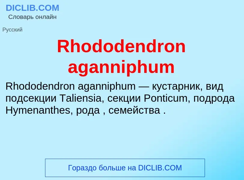 Что такое Rhododendron aganniphum - определение