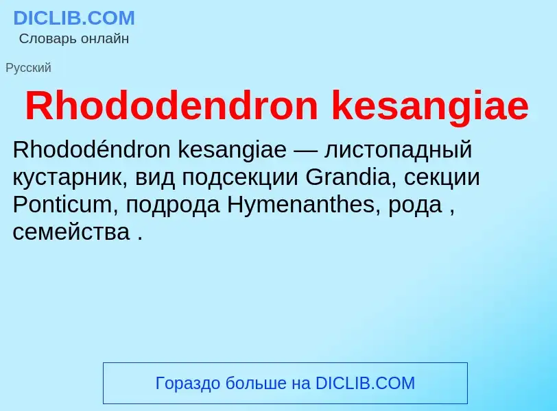 Что такое Rhododendron kesangiae - определение