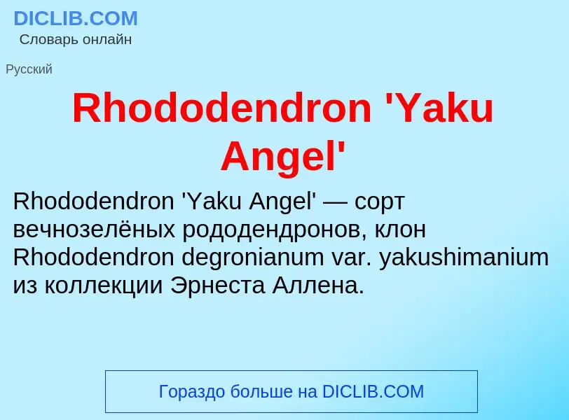 Что такое Rhododendron 'Yaku Angel' - определение