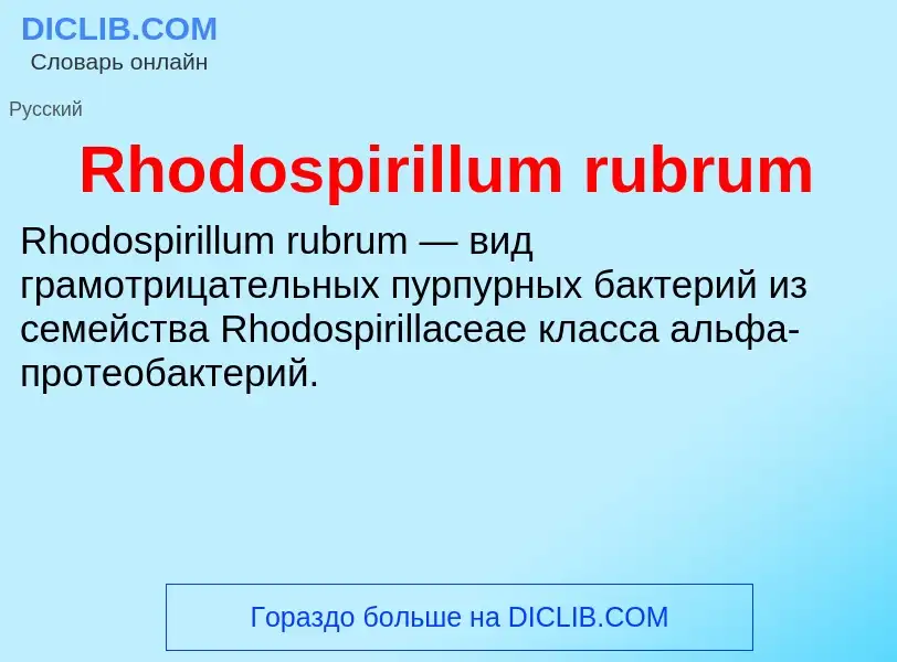 Что такое Rhodospirillum rubrum - определение