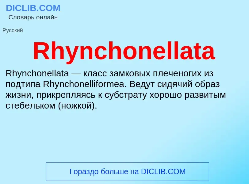 Что такое Rhynchonellata - определение