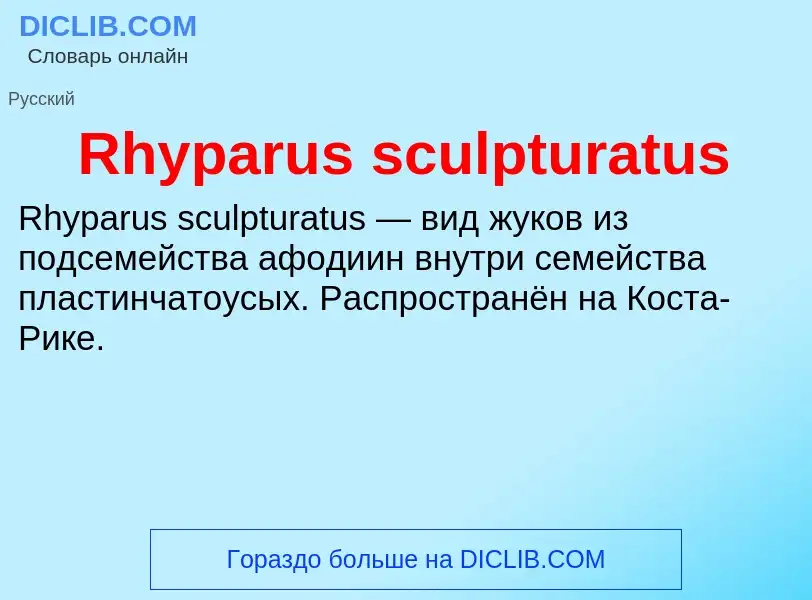 Что такое Rhyparus sculpturatus - определение