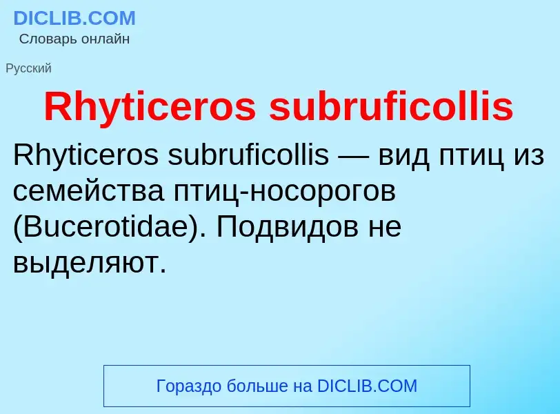 Что такое Rhyticeros subruficollis - определение