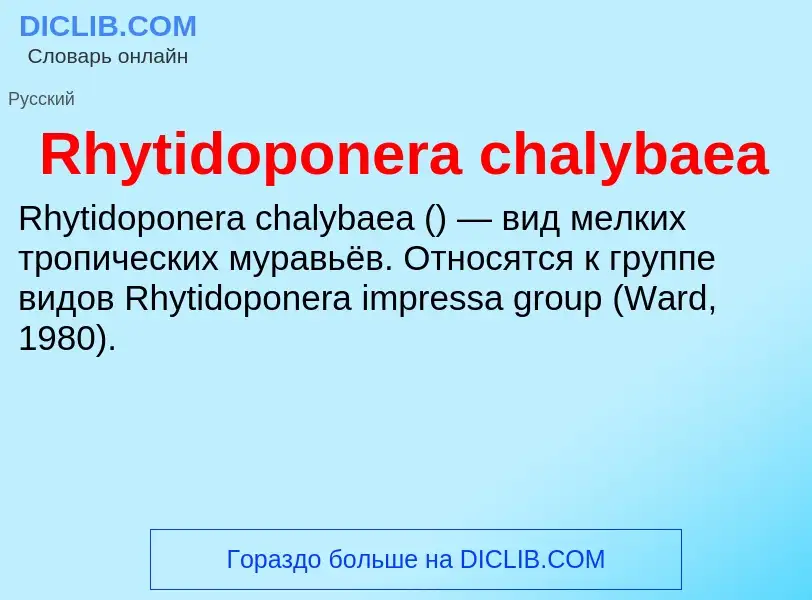 Что такое Rhytidoponera chalybaea - определение