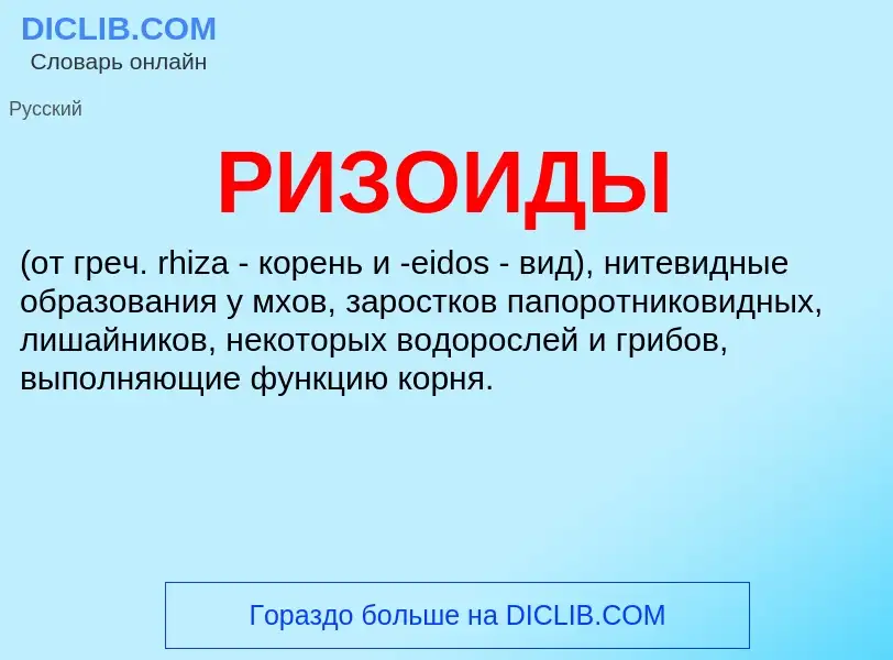 What is РИЗОИДЫ - definition