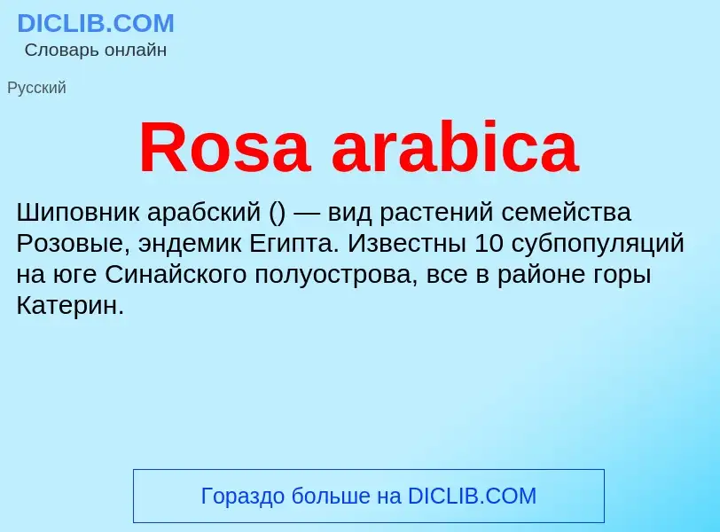 Что такое Rosa arabica - определение