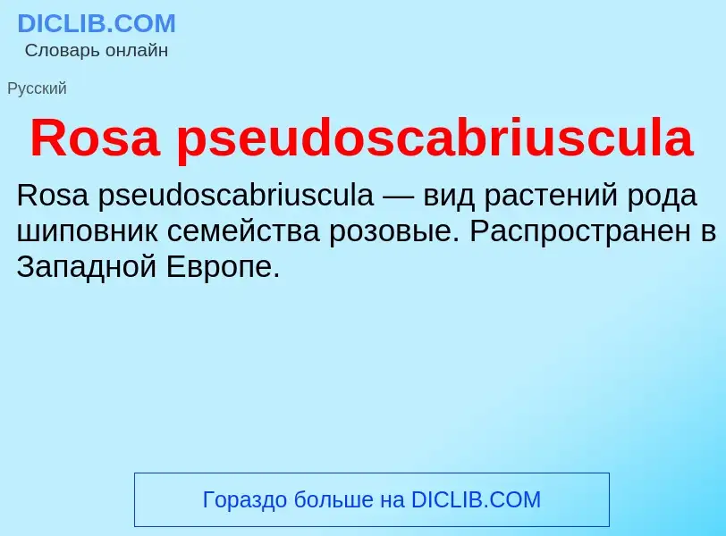 Что такое Rosa pseudoscabriuscula - определение