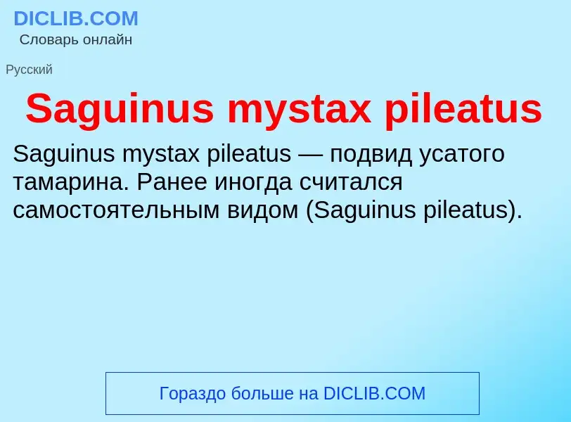 ¿Qué es Saguinus mystax pileatus? - significado y definición