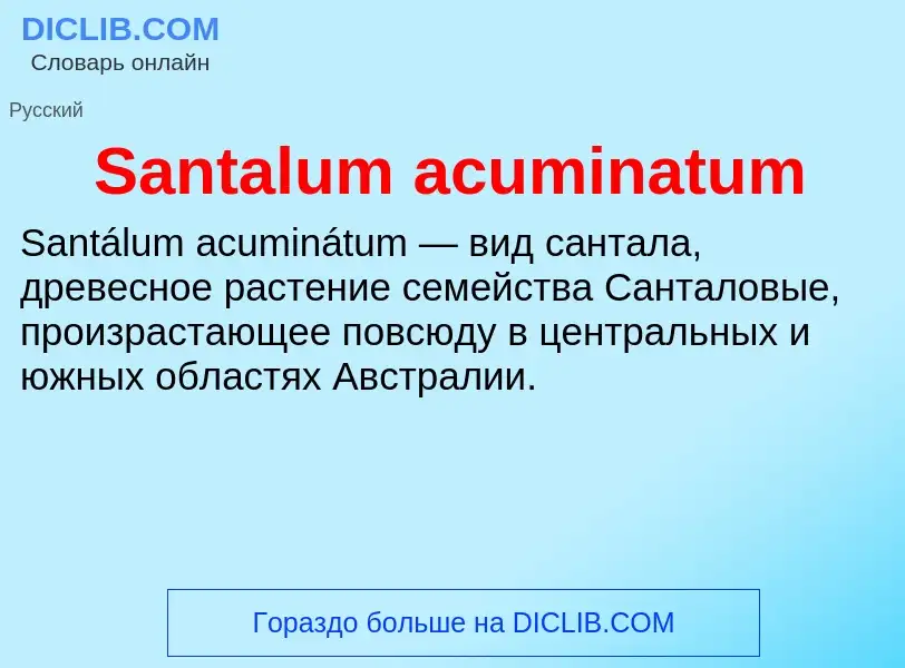 ¿Qué es Santalum acuminatum? - significado y definición