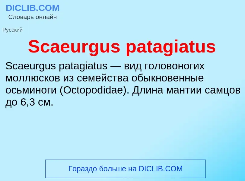 ¿Qué es Scaeurgus patagiatus? - significado y definición